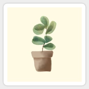 Ficus plant in a pot Sticker